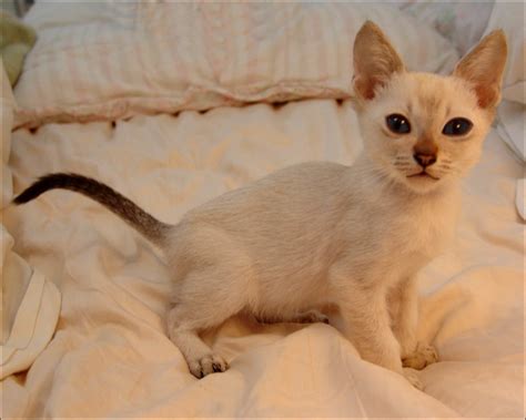 The resulting kittens are usually 50 Bengal and 50 Savannah. . Bengal siamese mix